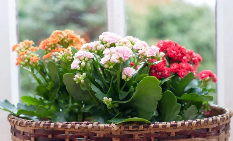 Kalanchoe květy v košíku na okenním parapetu