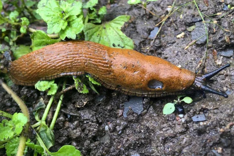 Hnědý slimák plíživý po vlhké zemi mezi rostlinami.