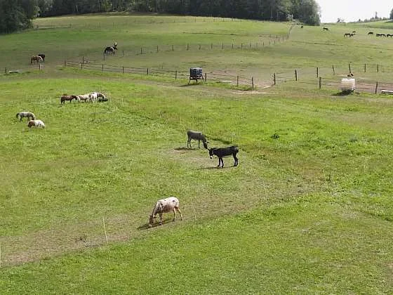 Oslí hrající na trávníku v zahradě.