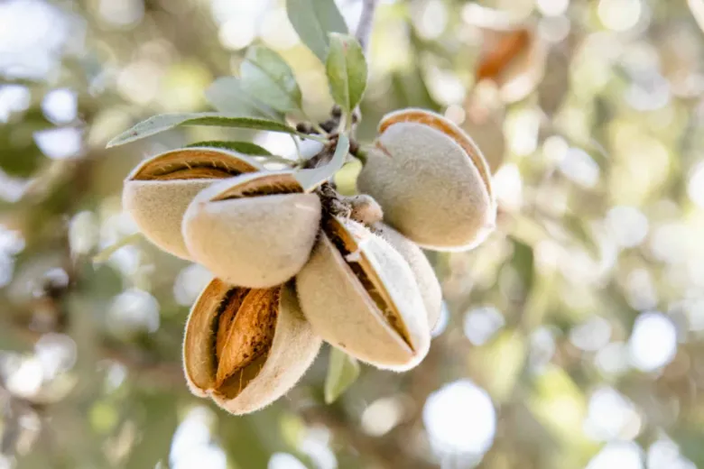 Almonds on tree branch