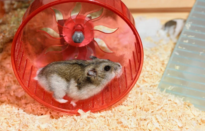 Syrian hamster in wheel