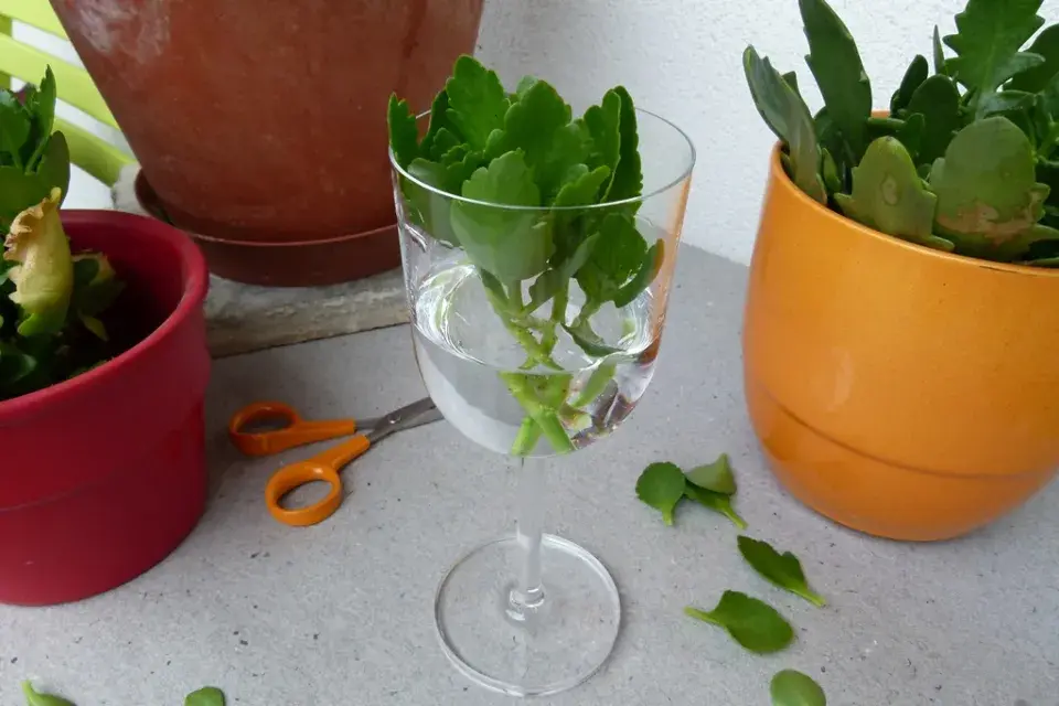 Kalanchoe řezanka v sklenici vody pro množení rostliny.