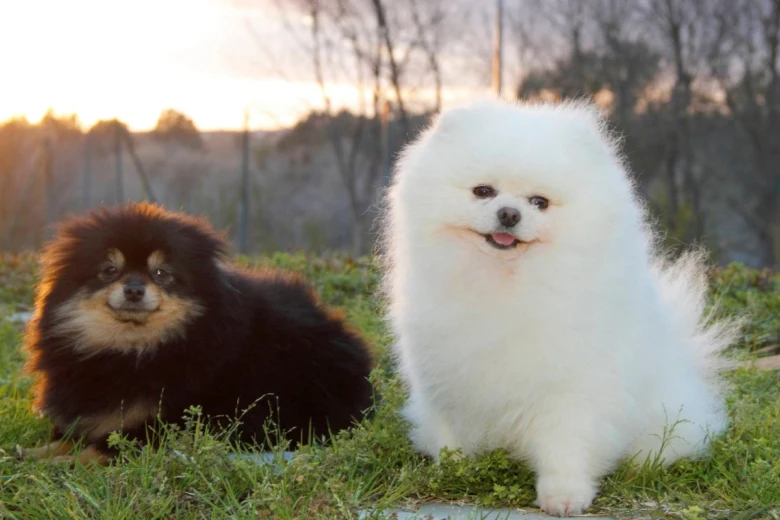 Dva plemenní psi pomeranč sedící na trávě venku.