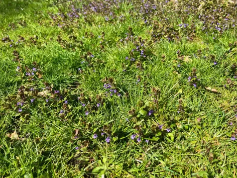 Ground ivy plant in grass