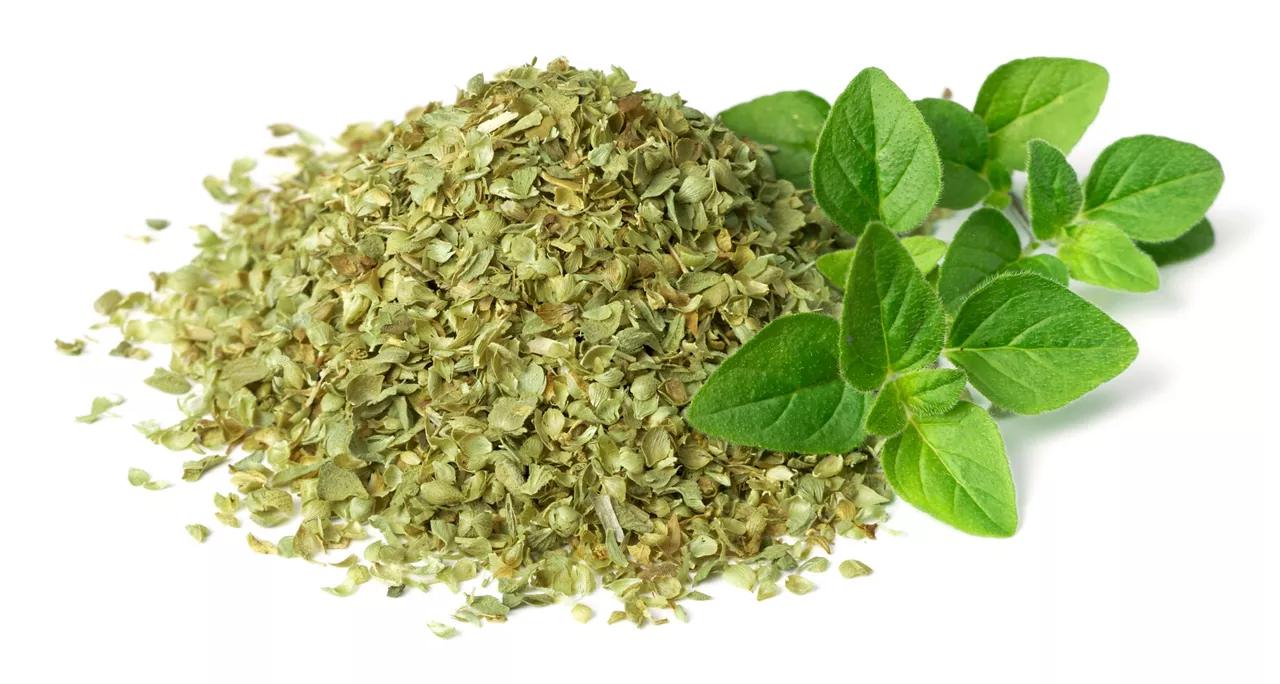 Suchá i čerstvá dobromysl nebo oregano na bílém pozadí.