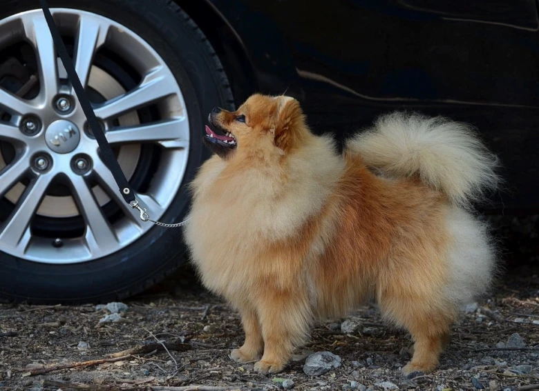 Pomeranianský pes stojí vedle auta na štěrkové zemi.