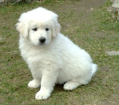 White puppy sitting on grass