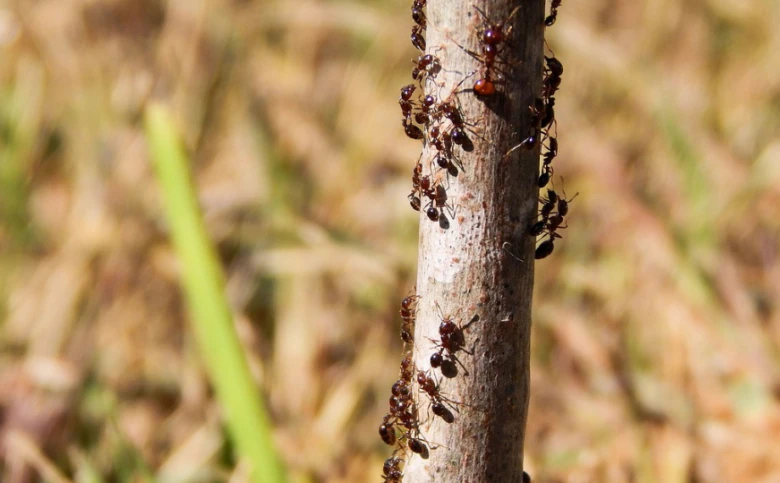 Ants on a stick