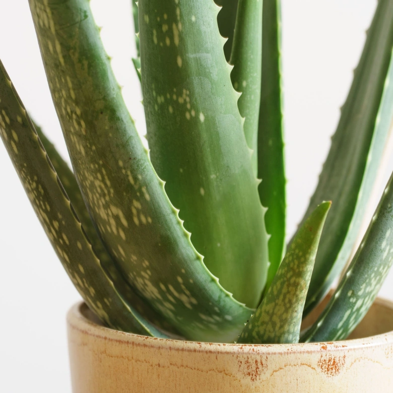 Aloe vera plant in pot