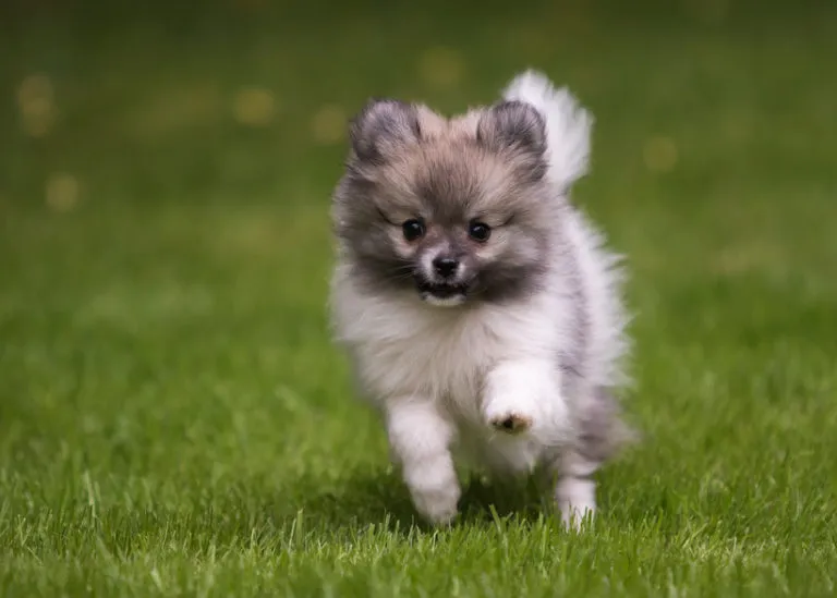 Malý plemeno pomeranianský štěně běží po trávě.