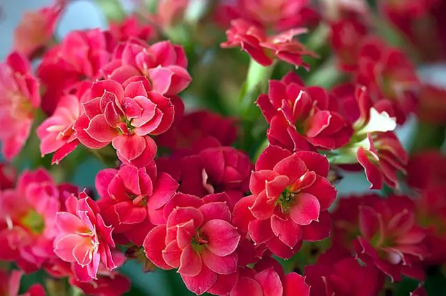 Kalanchoe květy v hustém růžovém svazečku
