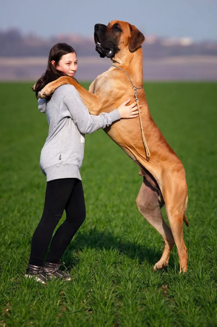 Velký pes plemene Great Dane stojí na zadních nohách vedle dívky.