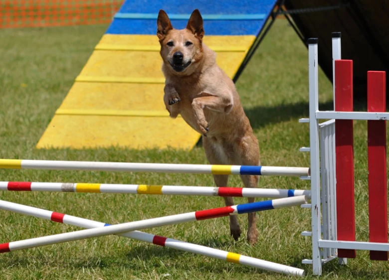 Australian cattle dog jumping obstacle