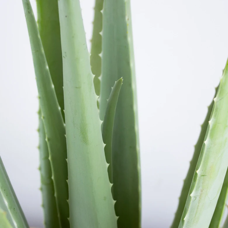 Zelené listy rostliny aloe vera s trny na okrajích.