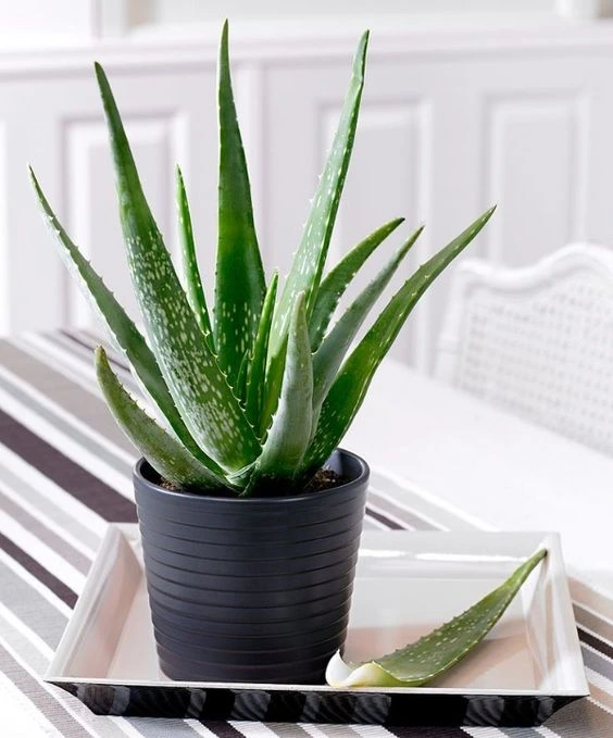 Aloe vera plant in pot