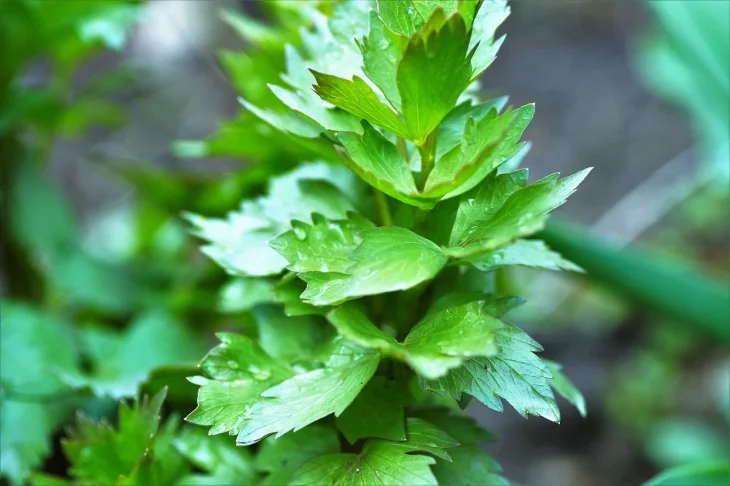Celery plant leaves