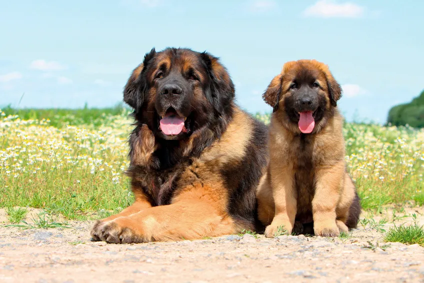 Dva leonbergers, dospělý pes a štěně, sedí na travnatém poli.