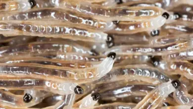 Housefly larvae