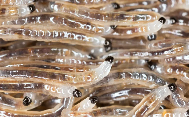 Housefly larvae