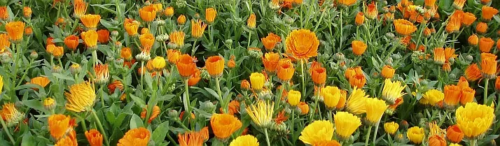 Calendula flowers field