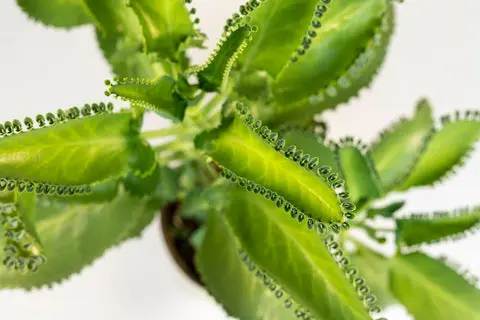 Kalanchoe rostlina s mnoha malými výhonky na okrajích listů.