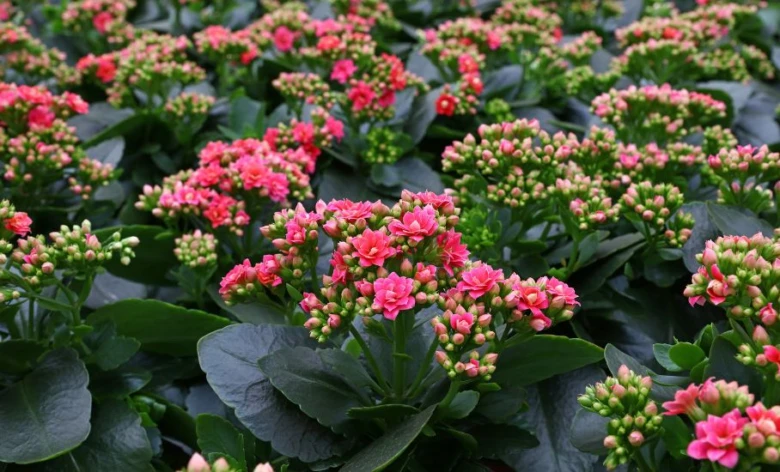 Růžové květy a pupeny kalanchoe s tmavozelenými listy.