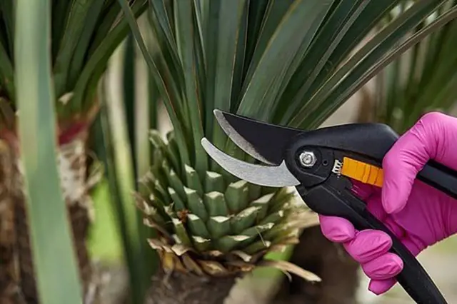 Ruční nůžky prořezávají listy rostliny juky vláknité.