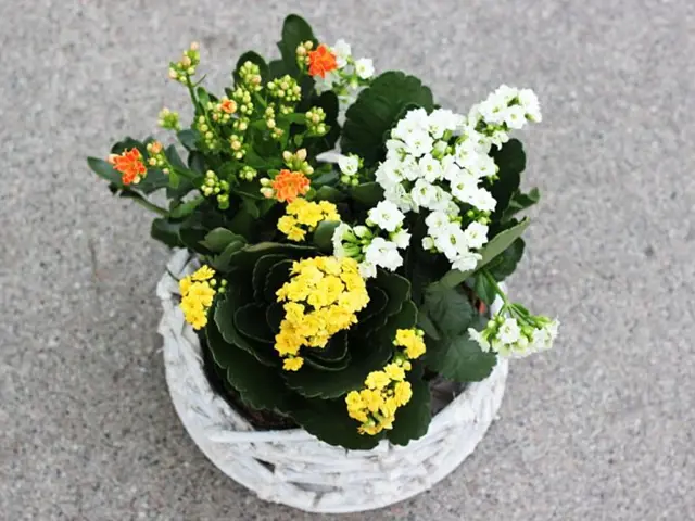 Kalanchoe v bílém košíku s žlutými, oranžovými a bílými květy.