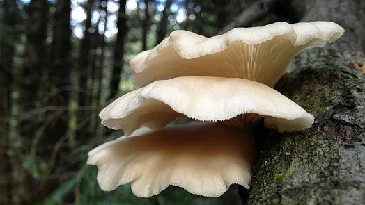 Hlíva ústřičná rostoucí na kmeni stromu v lese.