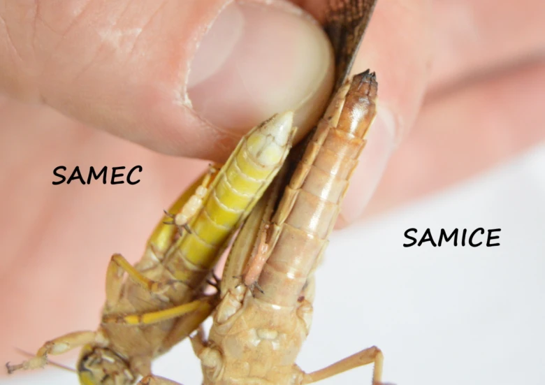 Srovnání břicha samce a samečky saranče v ruce.