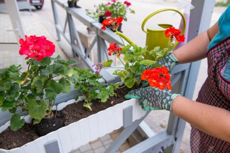 Osoba zalévá muškáty v květináčové bedně na balkóně.
