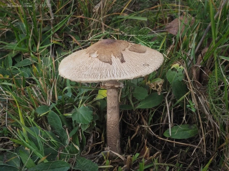 Hrubá bedla rostoucí v trávě s viditelnými žebry pod kloboukem.