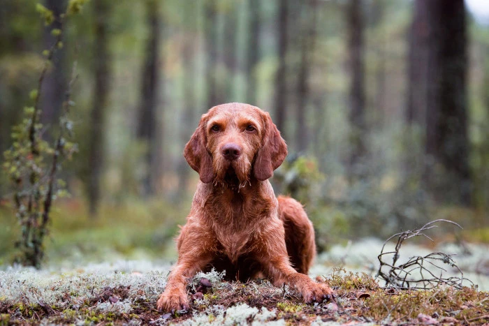 Maďarský ohař drátosrstý sedí na zemi v lese.