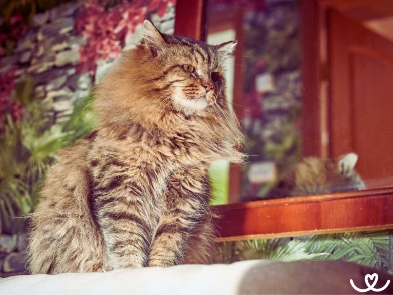 Siberian cat sitting indoors