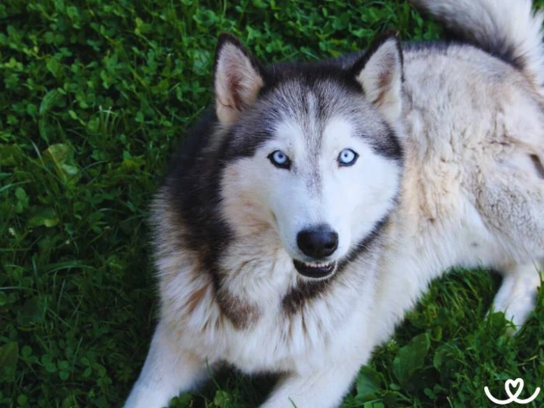Sibiřský husky leží na trávě a hledí do kamery.