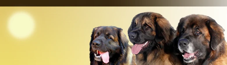 Tři štěňata plemene leonberger s hnědými srstmi.