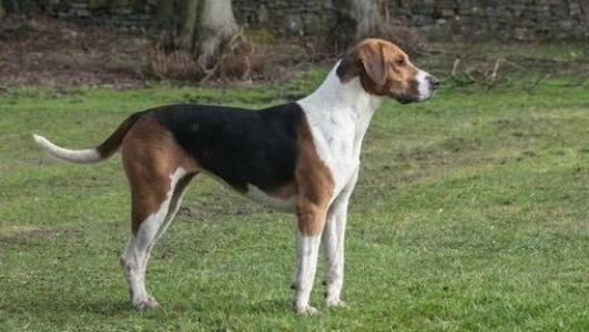 Lovecký pes plemene beagle stojí na trávníku.