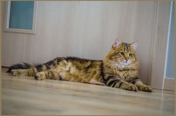 Sibiřská kočka leží na podlaze v interiéru.