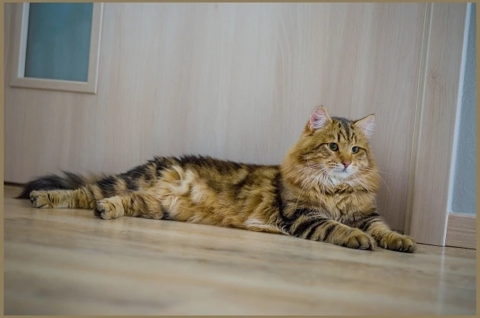 Sibiřská kočka leží na podlaze v interiéru.