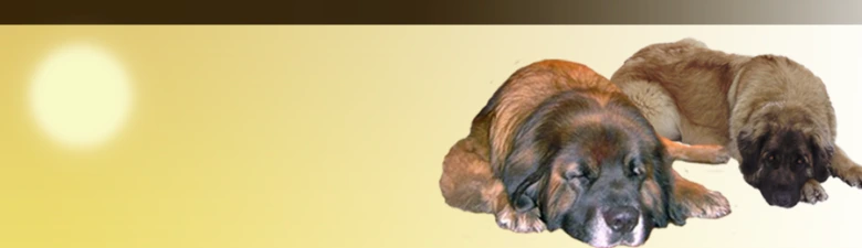 Leonberger dogs