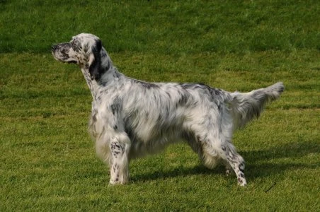 Anglický setter loveckého plemene stojí na trávníku.